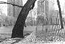 Page108-Get_Down-Strutting_Tree_and_Fence.jpg